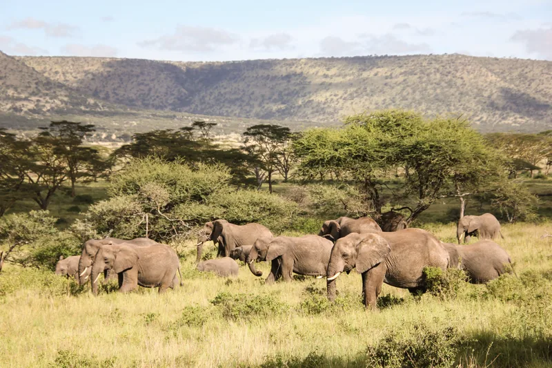 14-Day Rwanda, Uganda & Tanzania Primates & Wildlife Tour - Tanzania safari gallery image